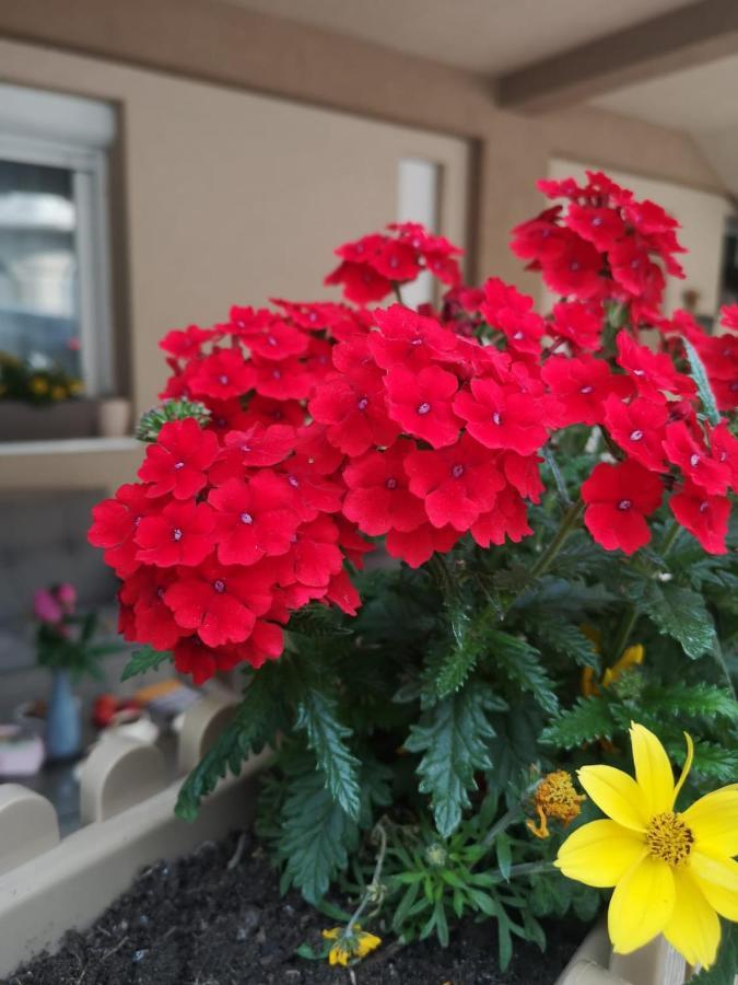 Apartman Jela Nova Varoš Zewnętrze zdjęcie